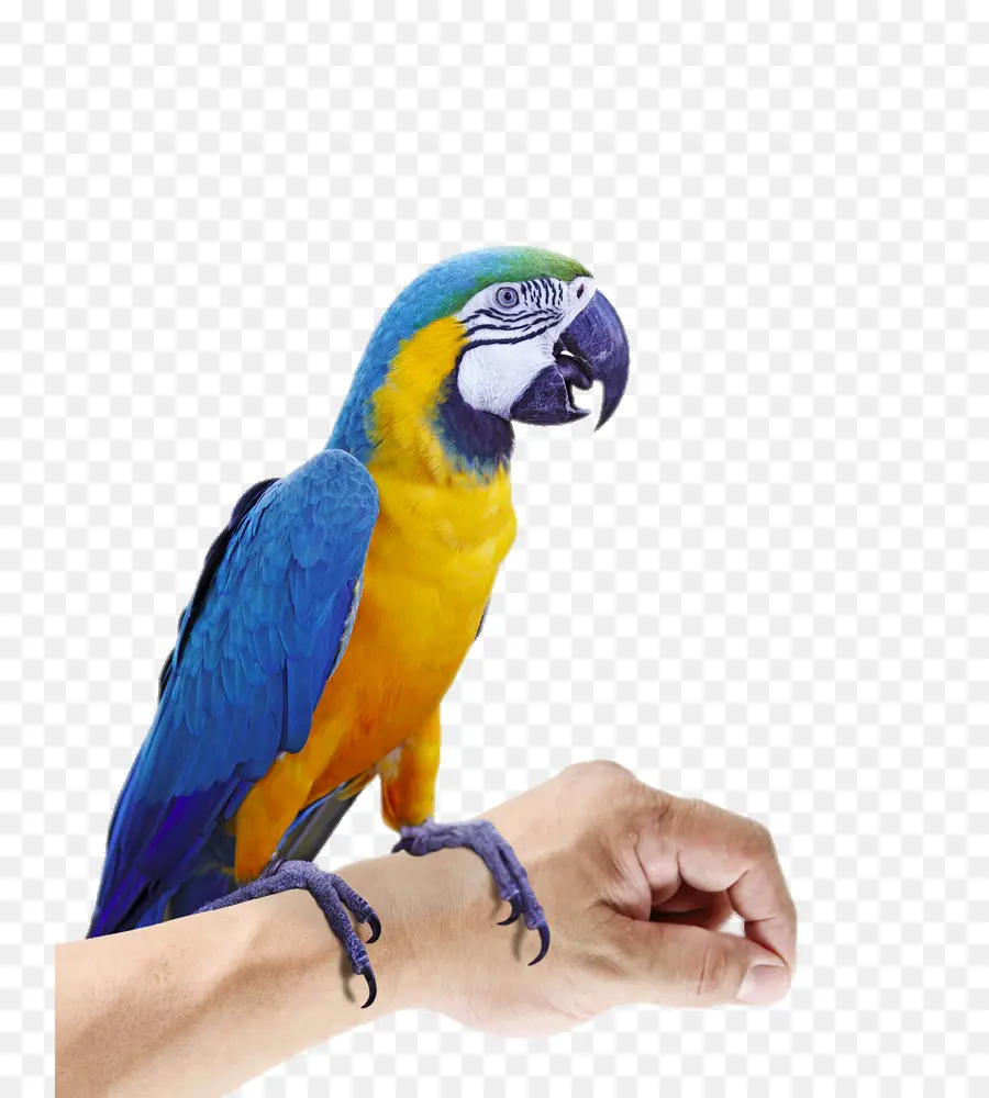 Budgericar，Parrot PNG