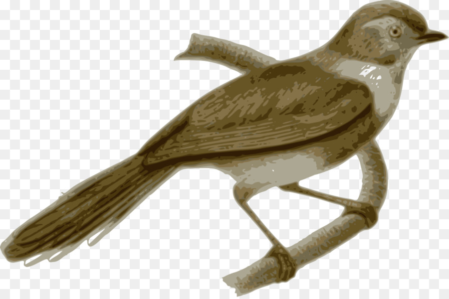 Pájaro，Tiznado Bushtit PNG