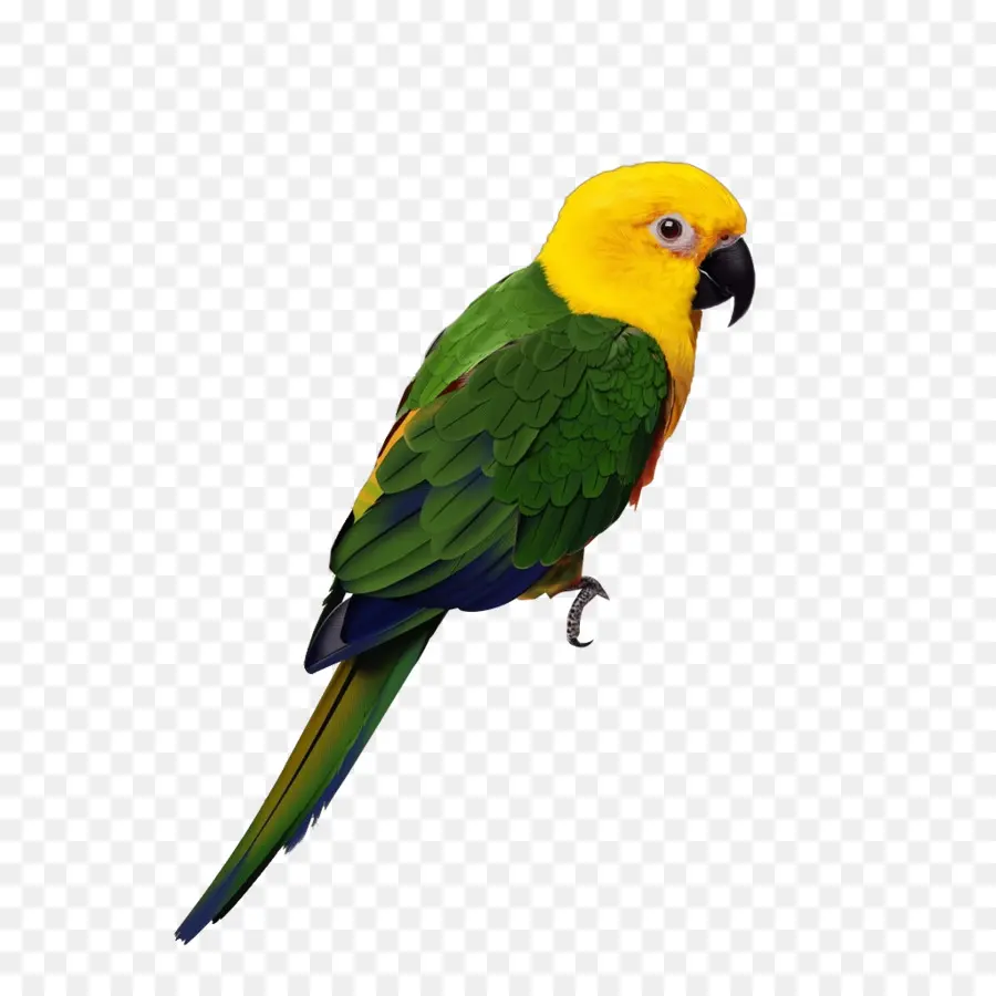 Parrot，Pájaro PNG