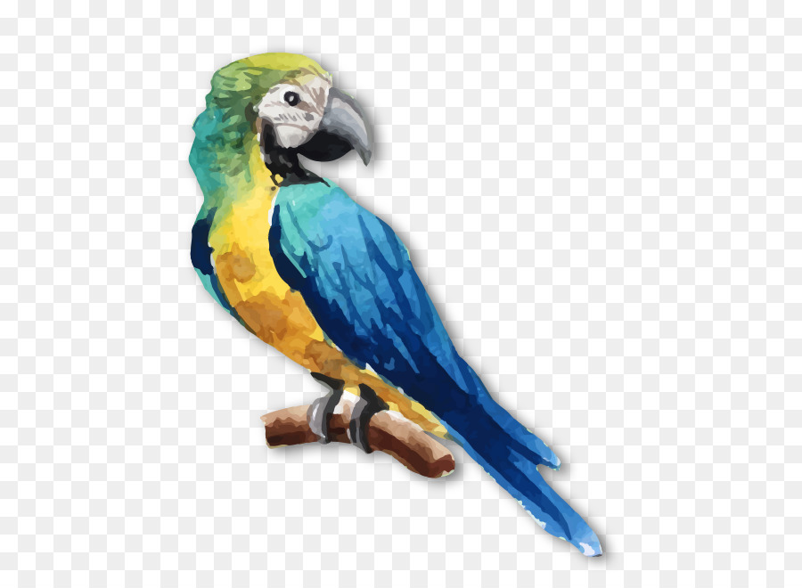 Loro，Vistoso PNG