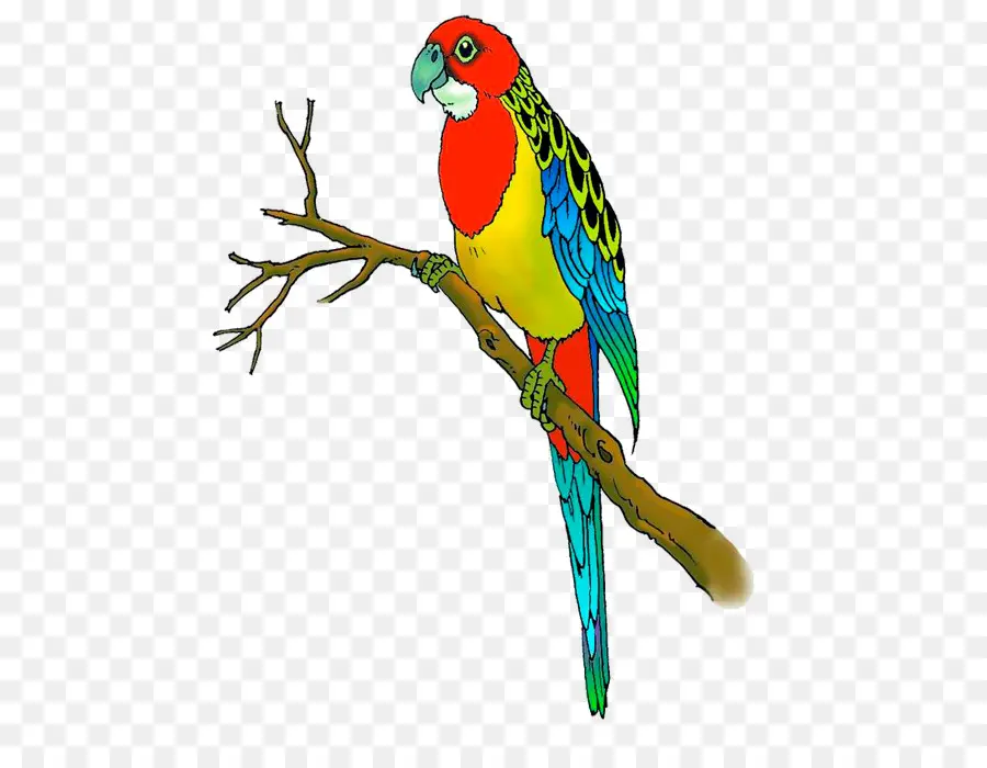 Budgericar，Agapornis PNG