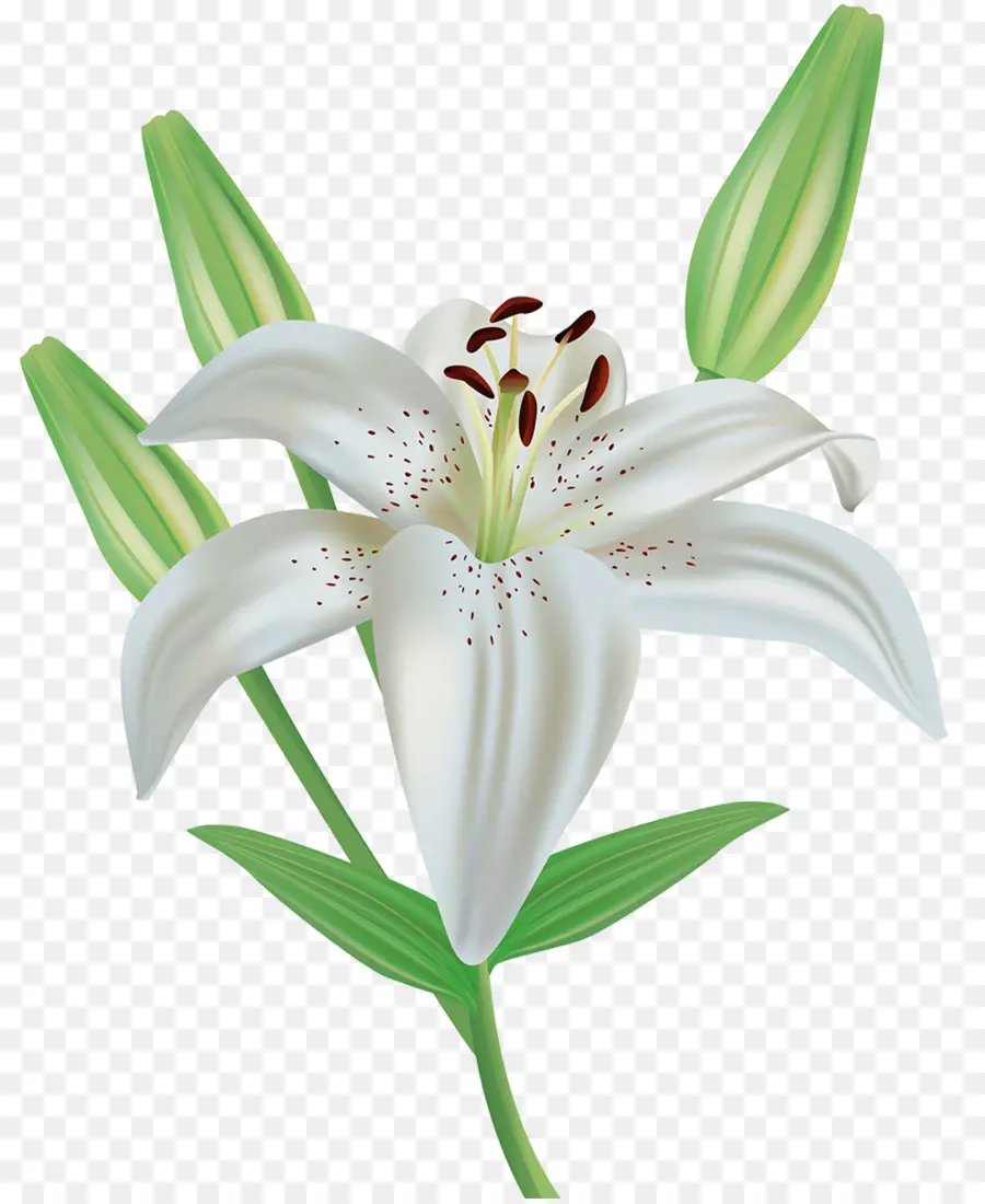 Lirio De Pascua，Flor PNG