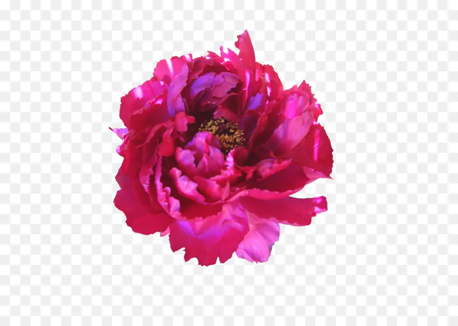 Rosas Centifolia，Las Rosas De Jardín PNG