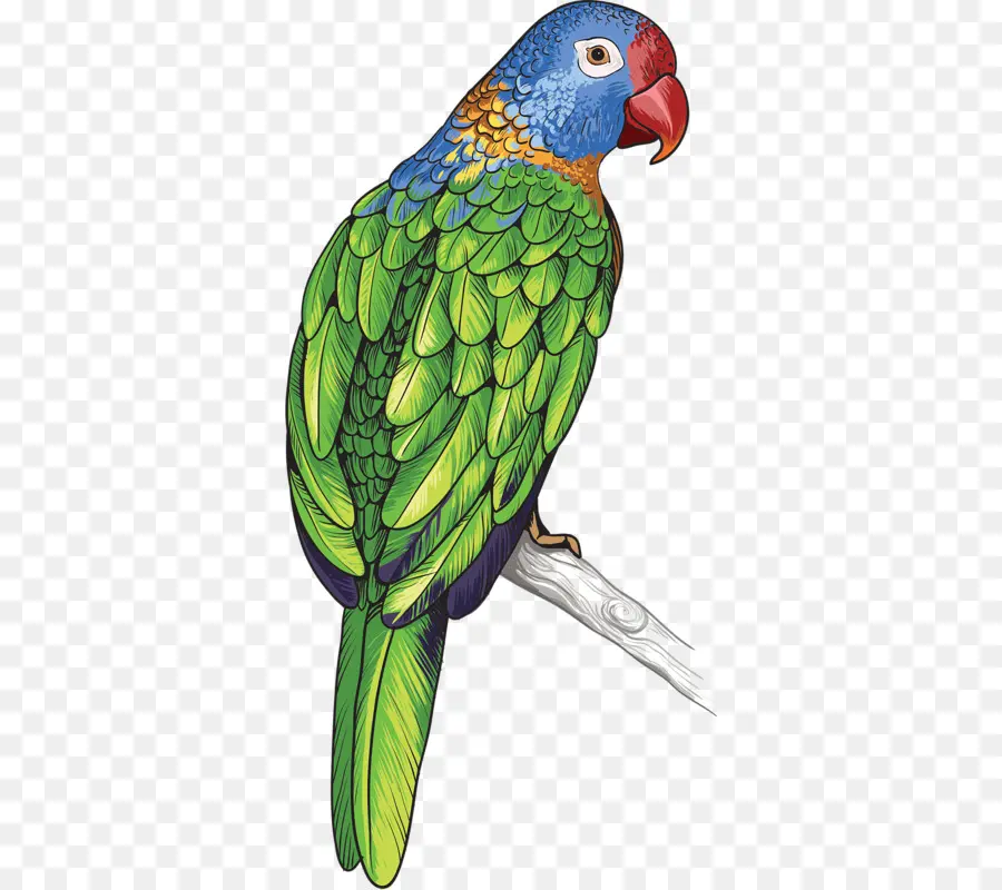 Parrot，Pájaro PNG