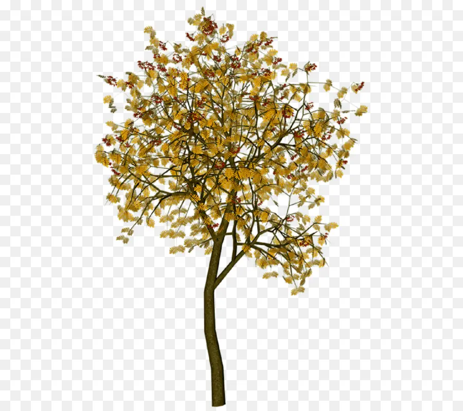 árbol Amarillo，Otoño PNG