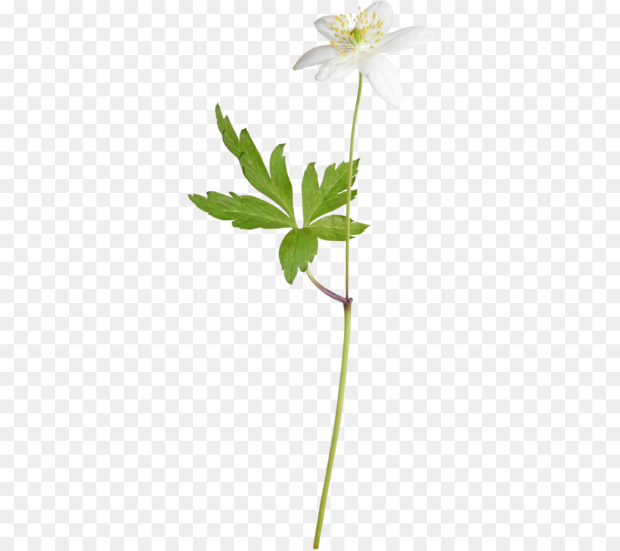 Flor Blanca，Planta PNG