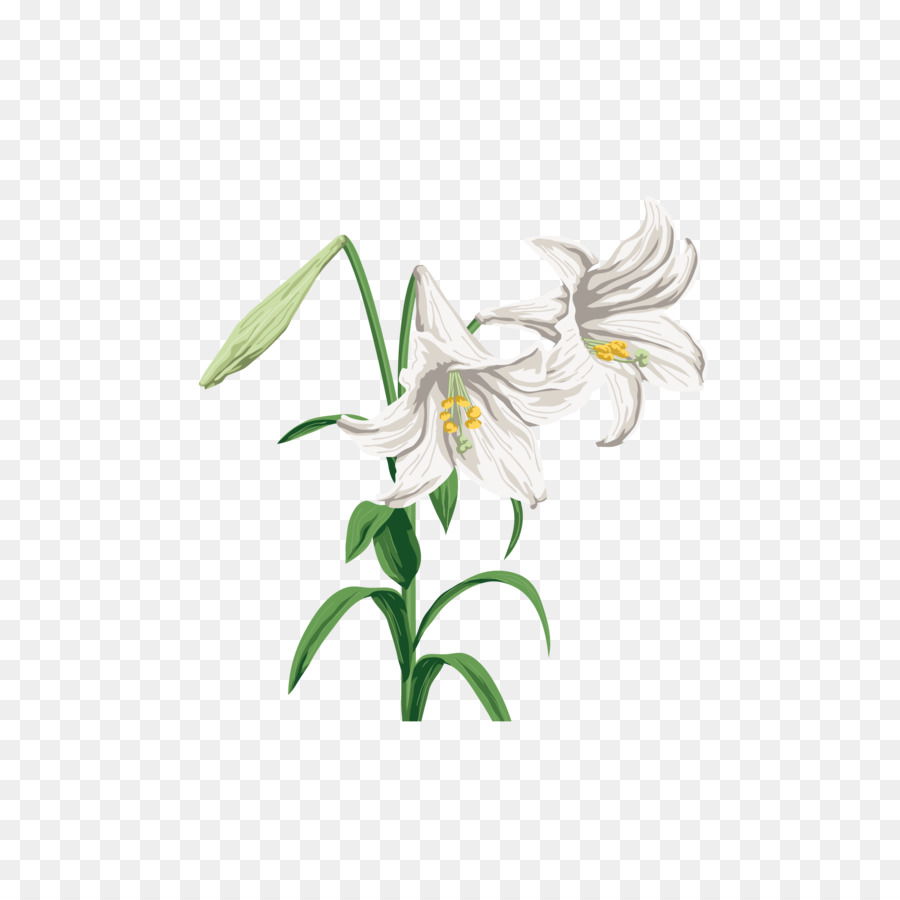 Lilium，Diseño Gráfico PNG