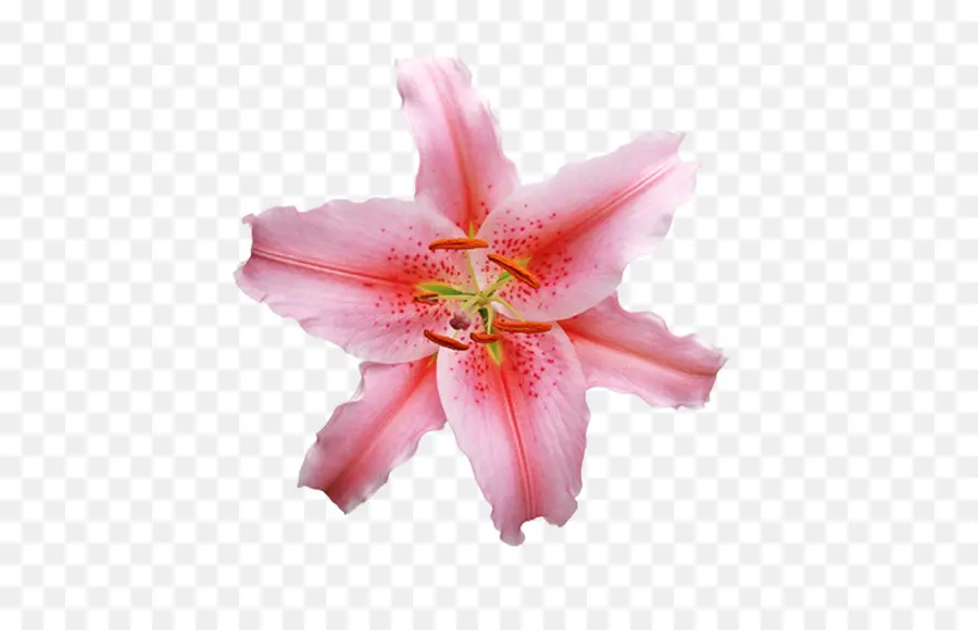 Lilium，Blanco PNG