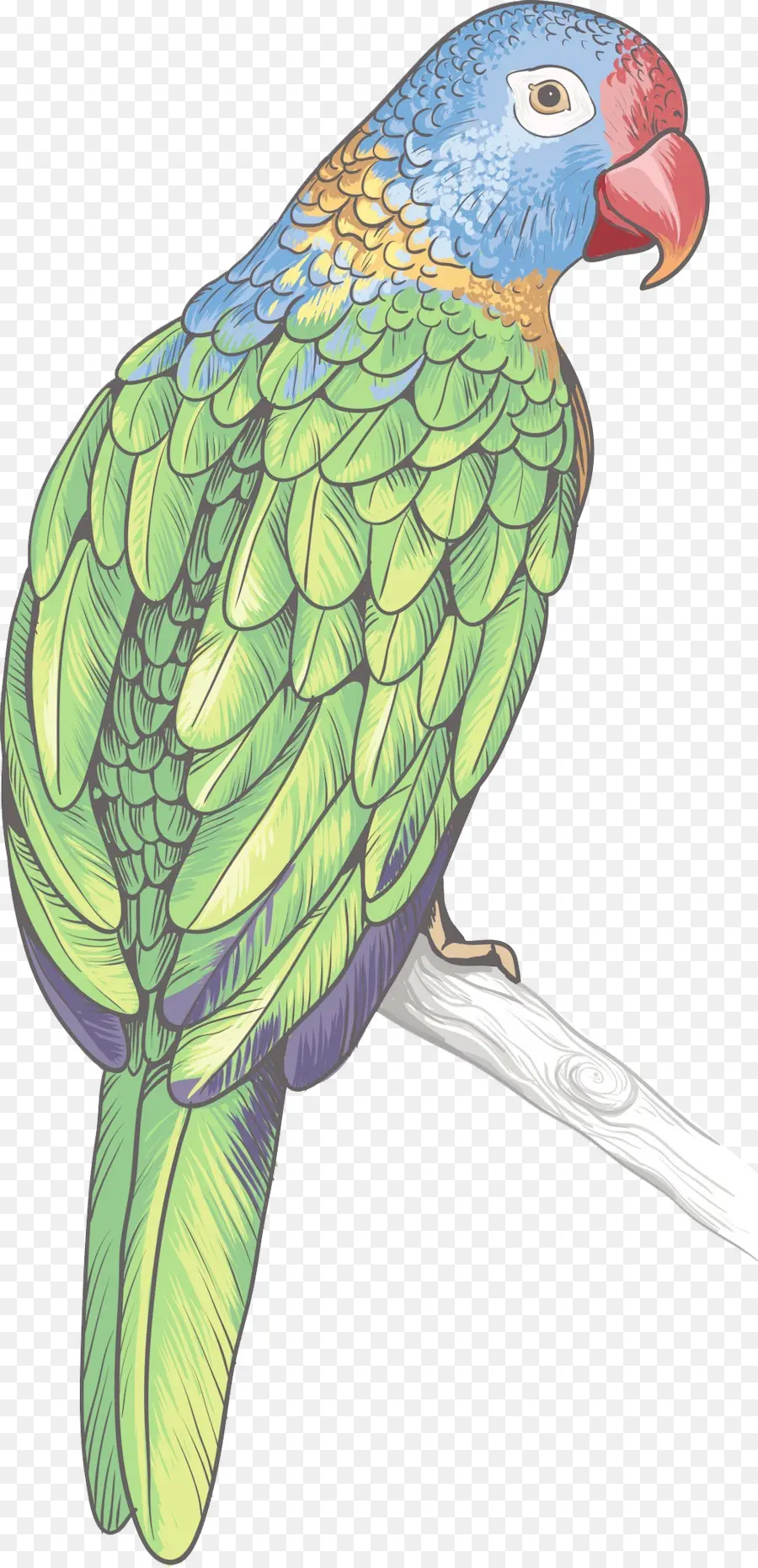 Parrot，Pájaro PNG