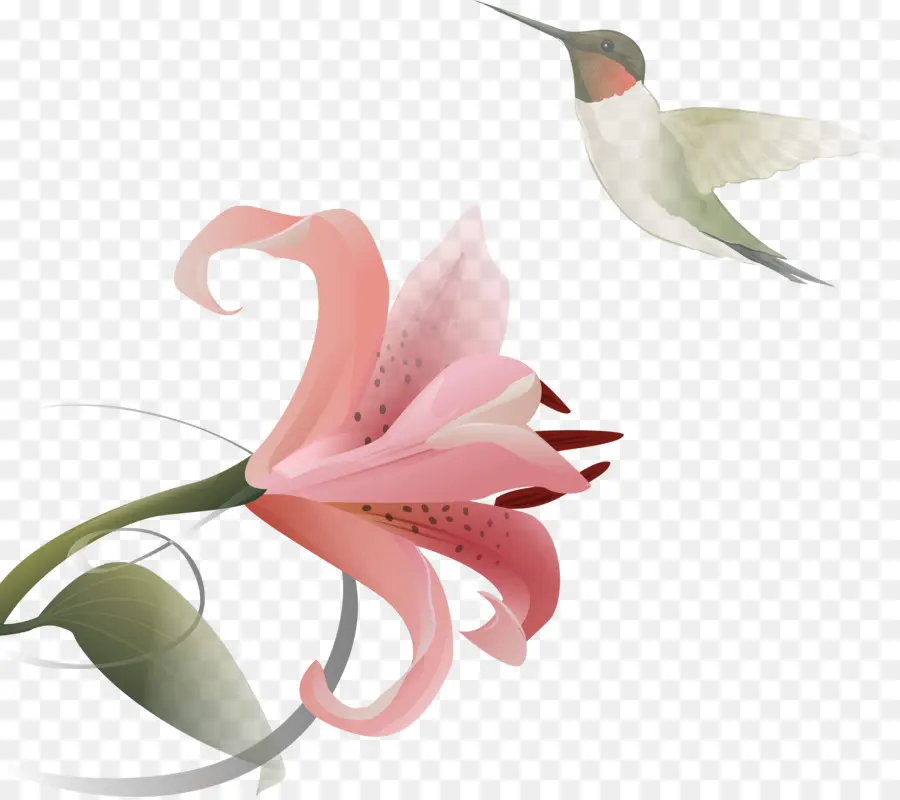 Flor Rosa Y Colibrí，Pétalos PNG