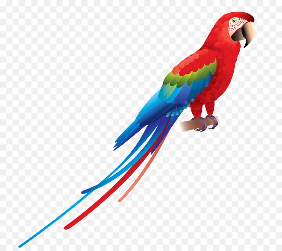 Loro Colorido，Pájaro PNG