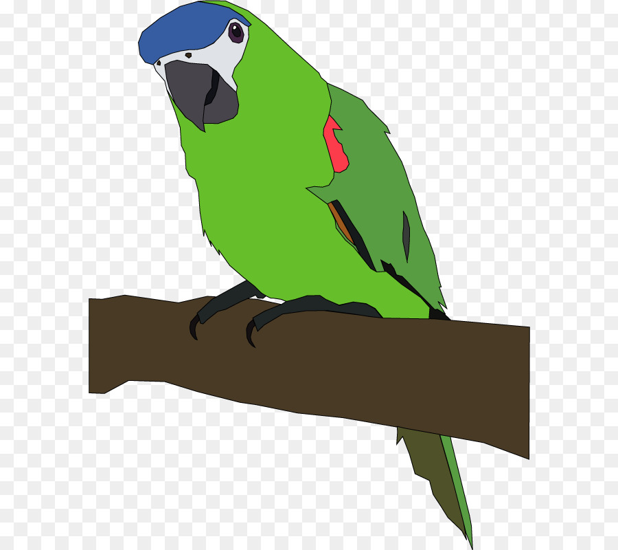 Parrot，Pájaro PNG