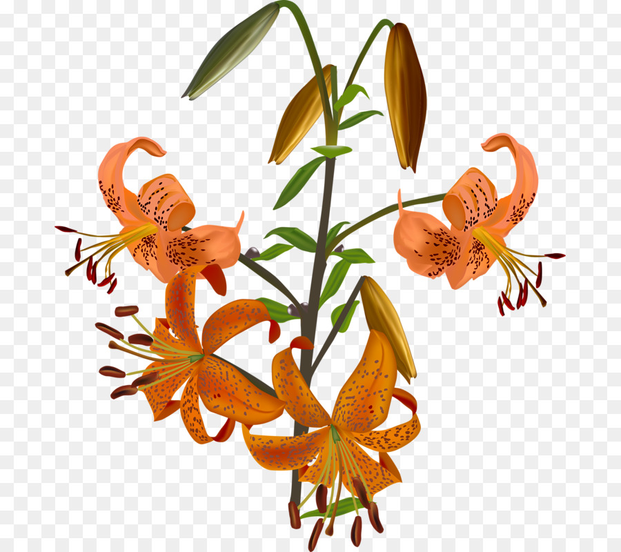 Lilium Bulbiferum，Flor PNG