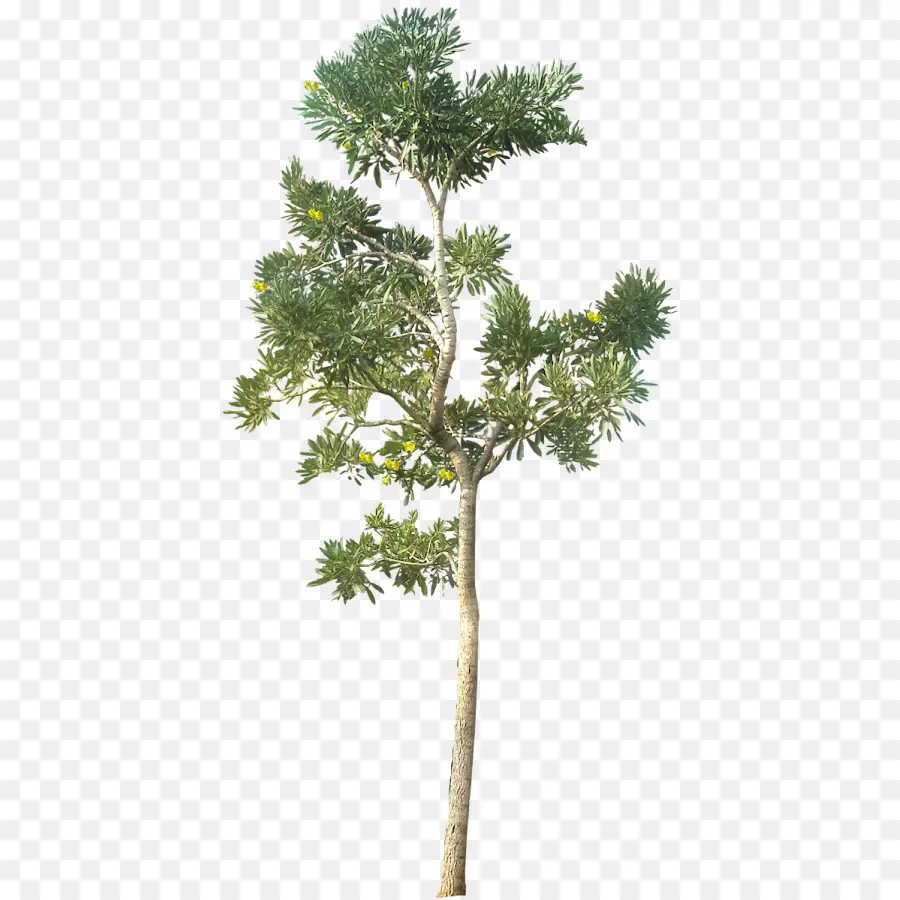 árbol，Representación Arquitectónica PNG