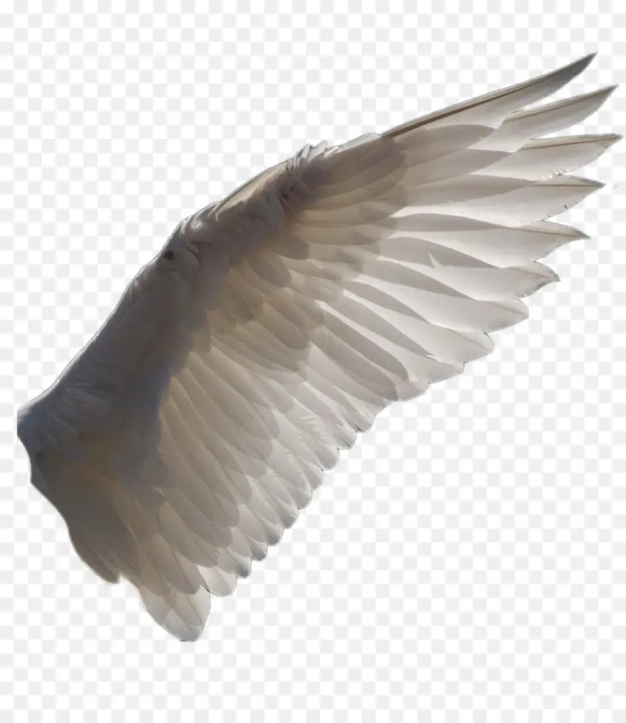 Ala，Pluma PNG