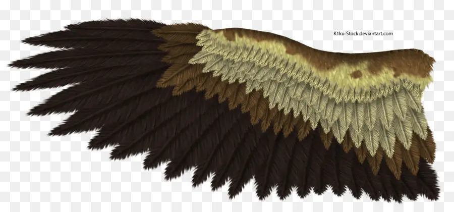 águila Calva，águila PNG