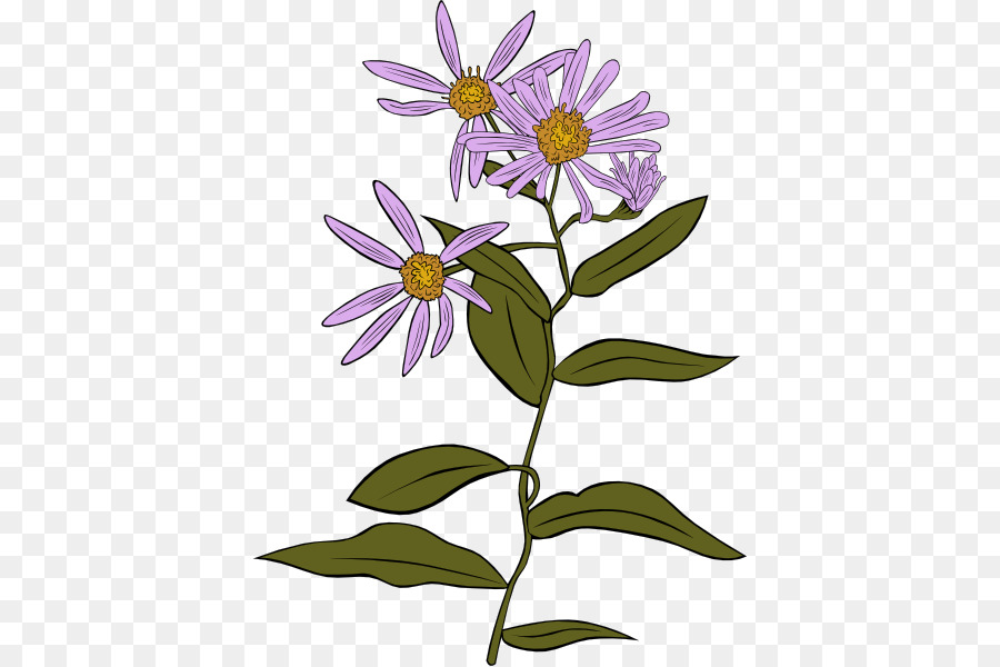 Aster Alpinus，Aster Conspicuus PNG