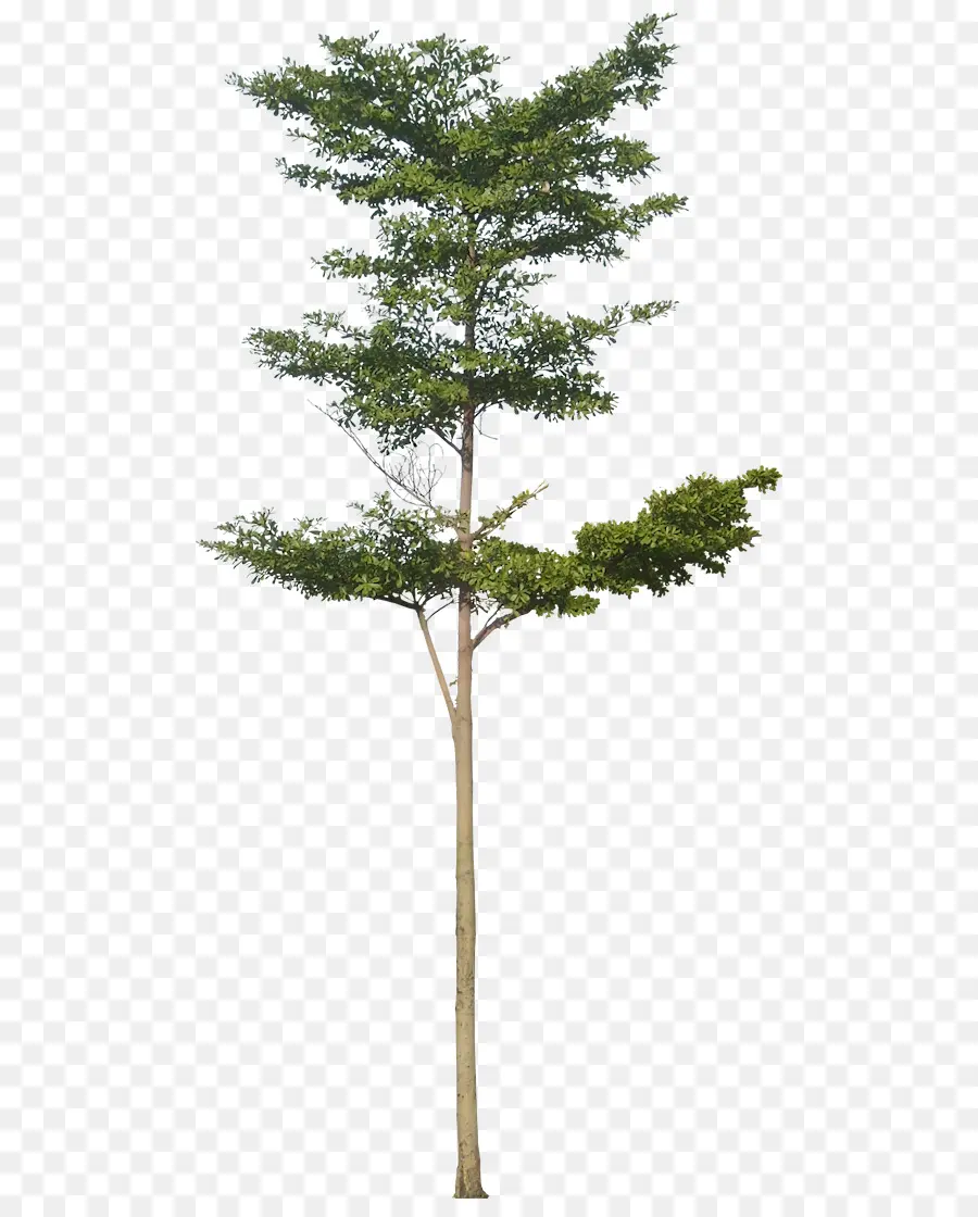 árbol，La Representación Arquitectónica PNG