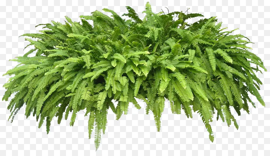 Planta，Wodyetia PNG