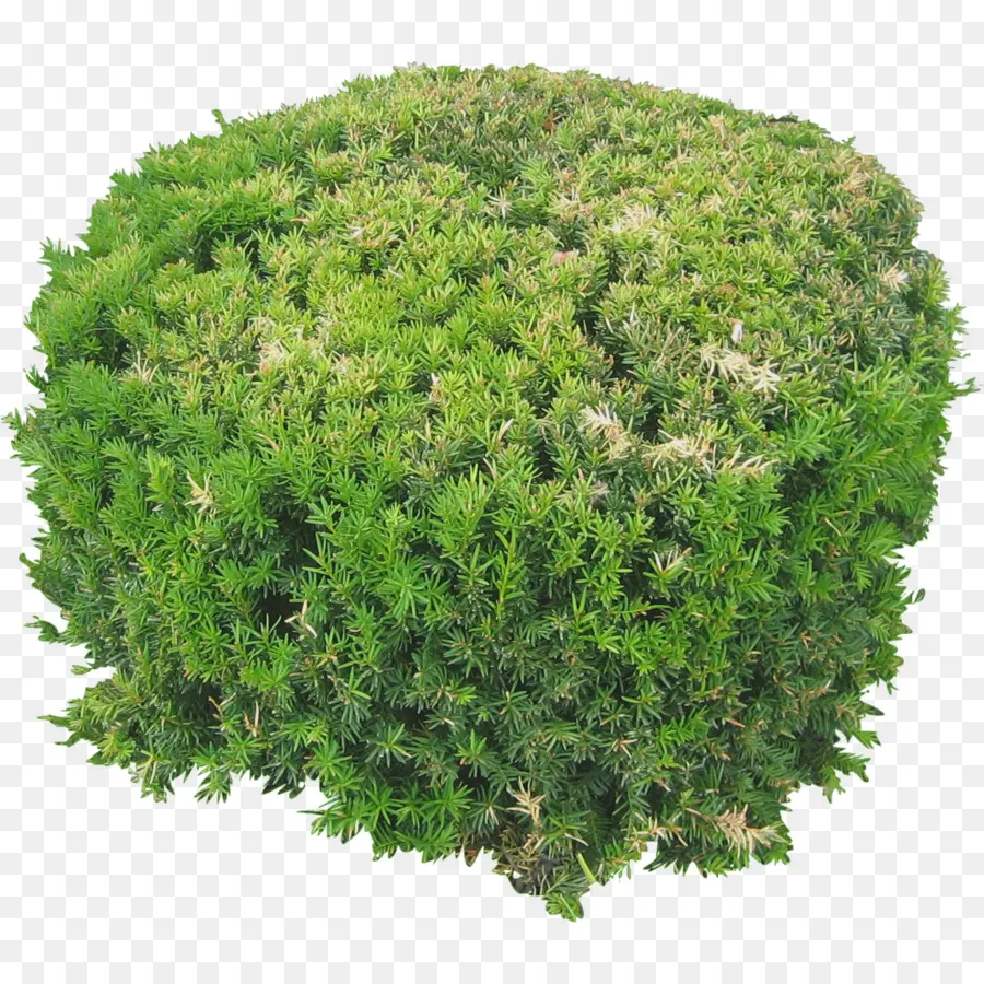 Arbusto，árbol PNG