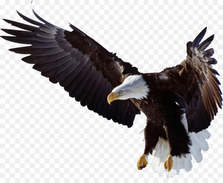 Pájaro，águila PNG