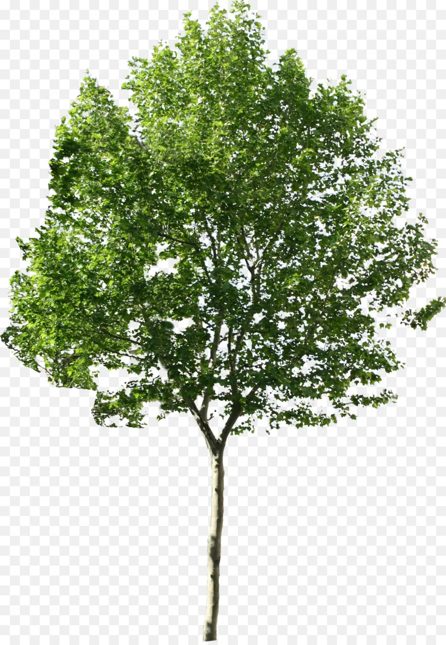 árbol Verde，Hojas PNG