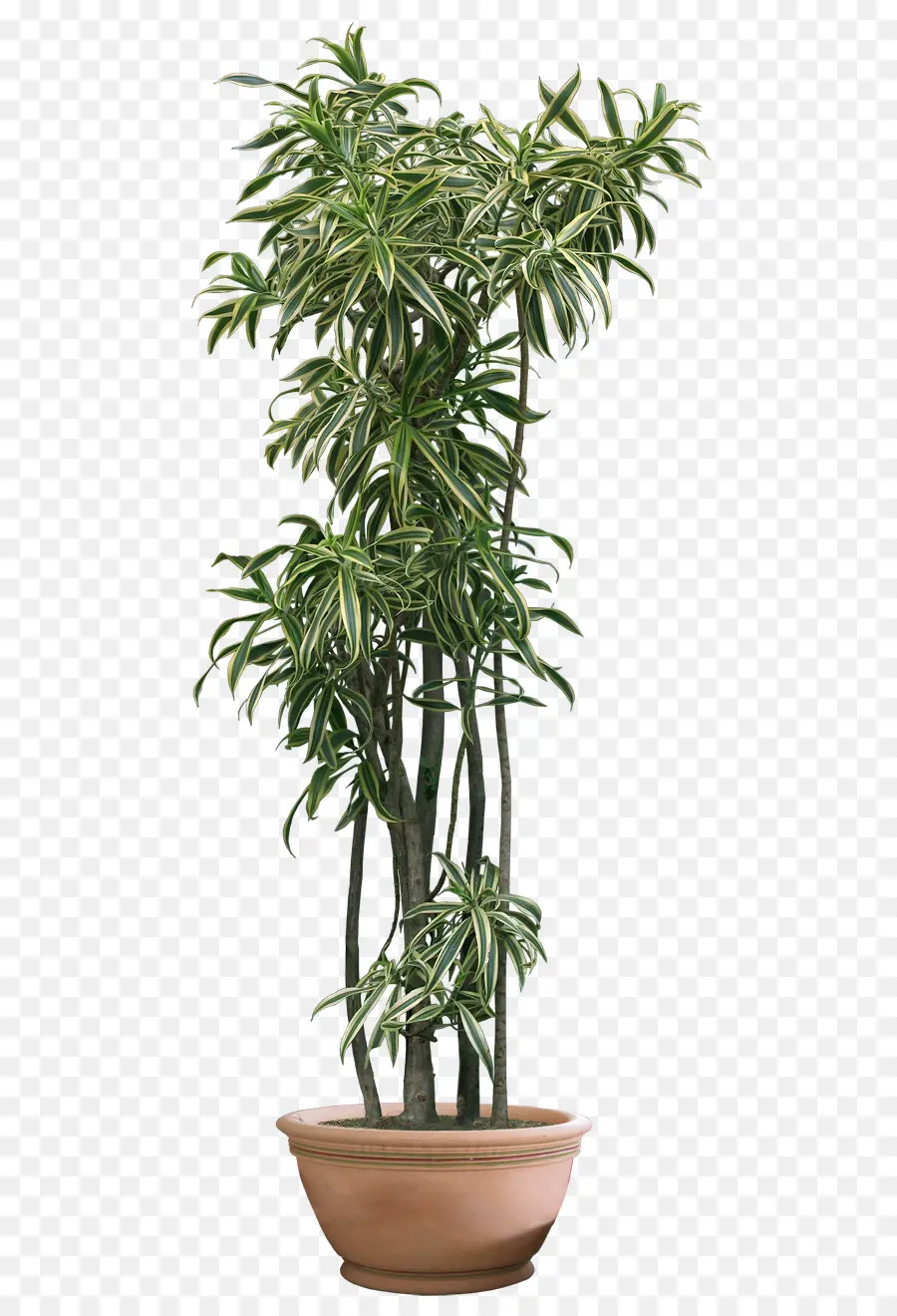 Planta，Planta De Interior PNG