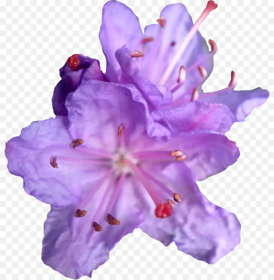 Flor Morada，Florecer PNG