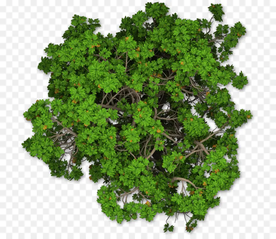 Ciprés Mediterráneo，árbol PNG