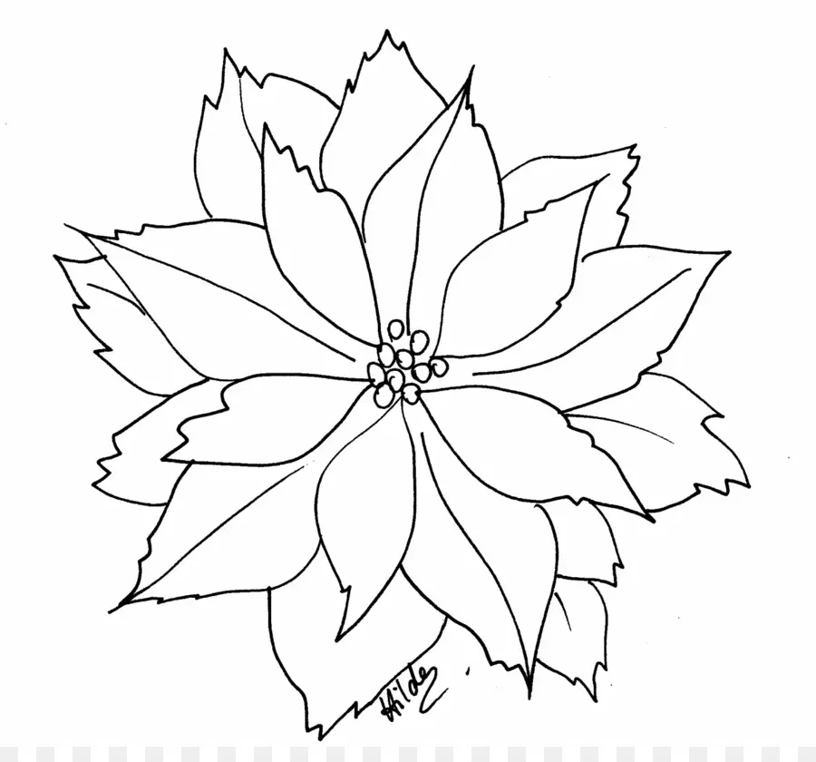 Poinsettia，Libro De Colorear PNG