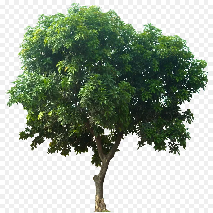 Mangifera Indica，árbol PNG