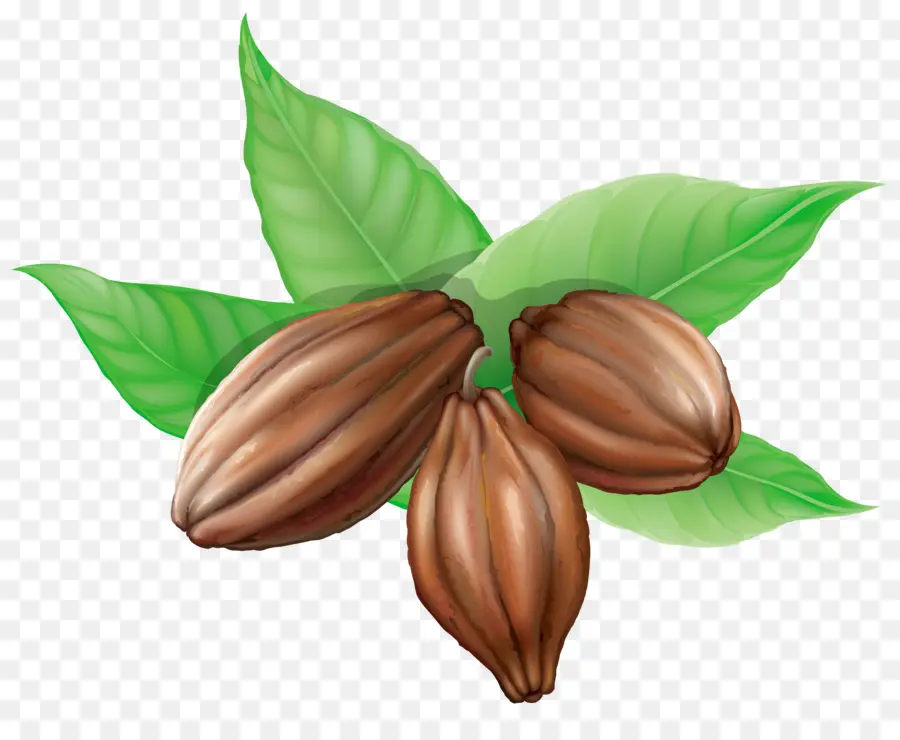 Theobroma Cacao，Chocolate Caliente PNG