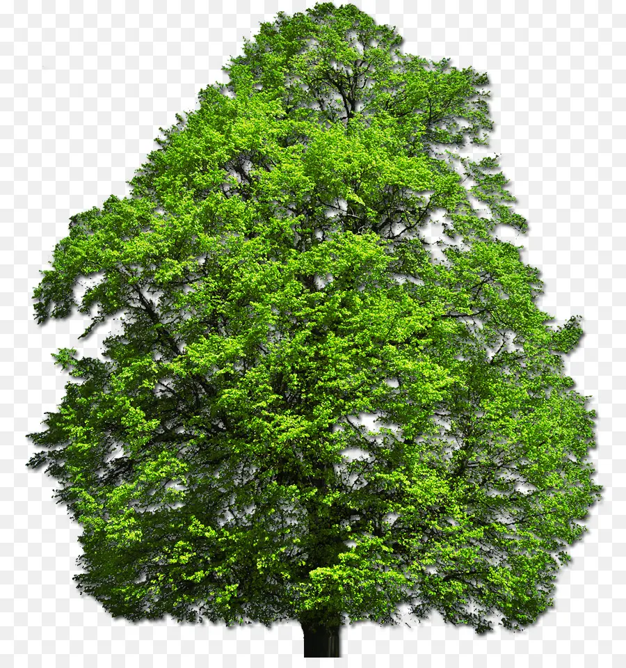 Arbusto，árbol PNG