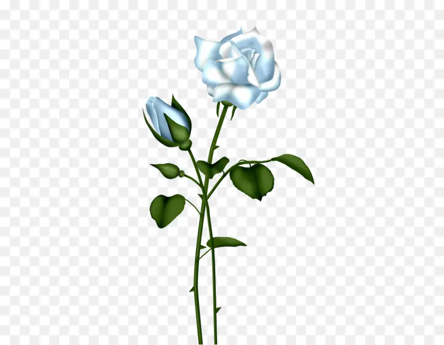 Rosa Azul，Rosa PNG