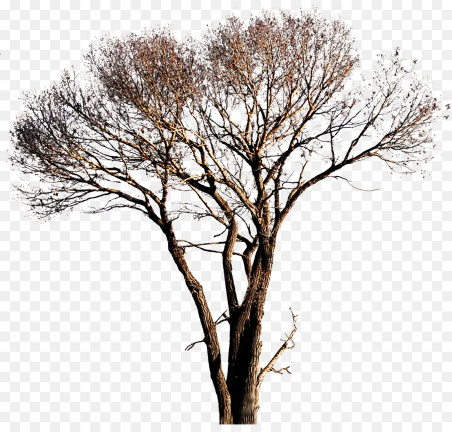 Populus Alba，árbol PNG