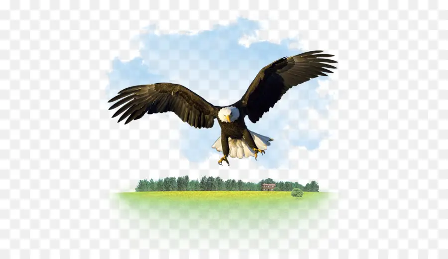 Águila，Vuelo PNG