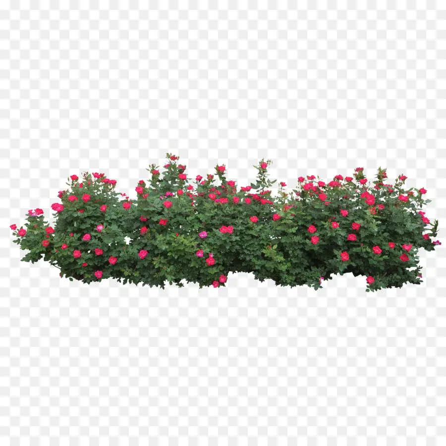 Rosas Centifolia，Arbusto PNG