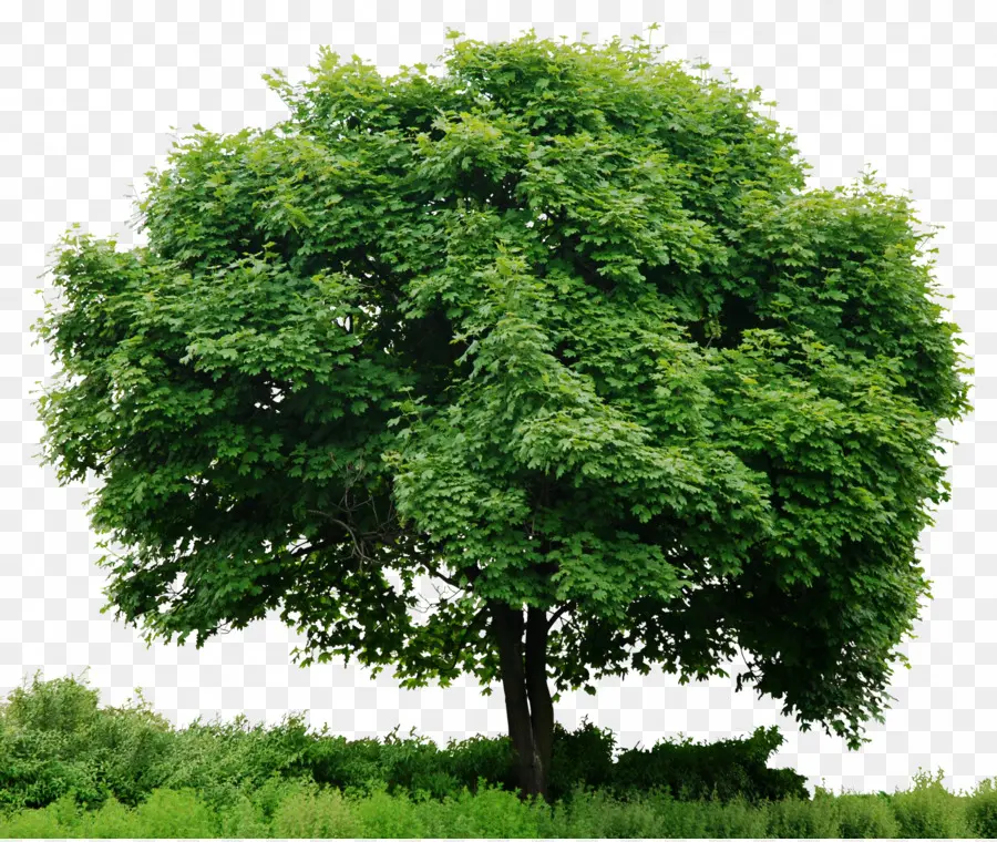 árbol Verde，Naturaleza PNG