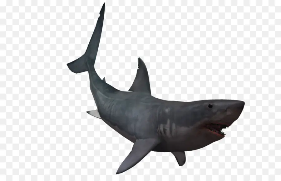 Tiburón，Gran Tiburón Martillo PNG