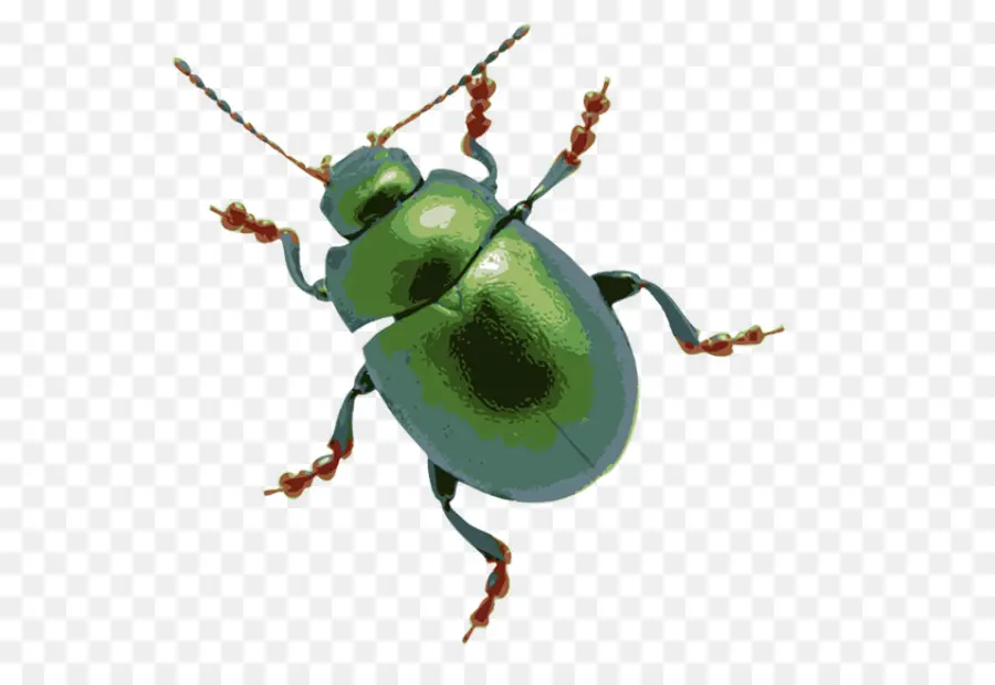 Escarabajo，Una Fotografía De Stock PNG
