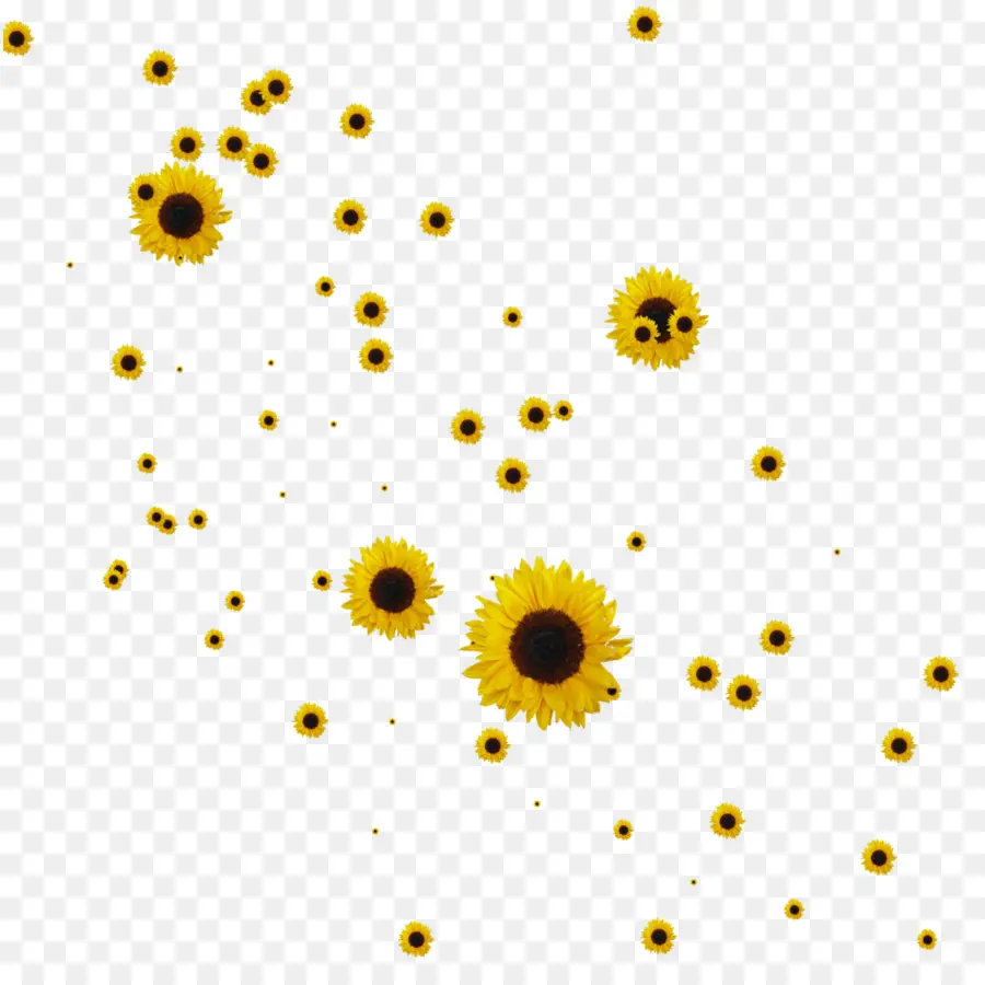 Común De Girasol，Dibujo PNG