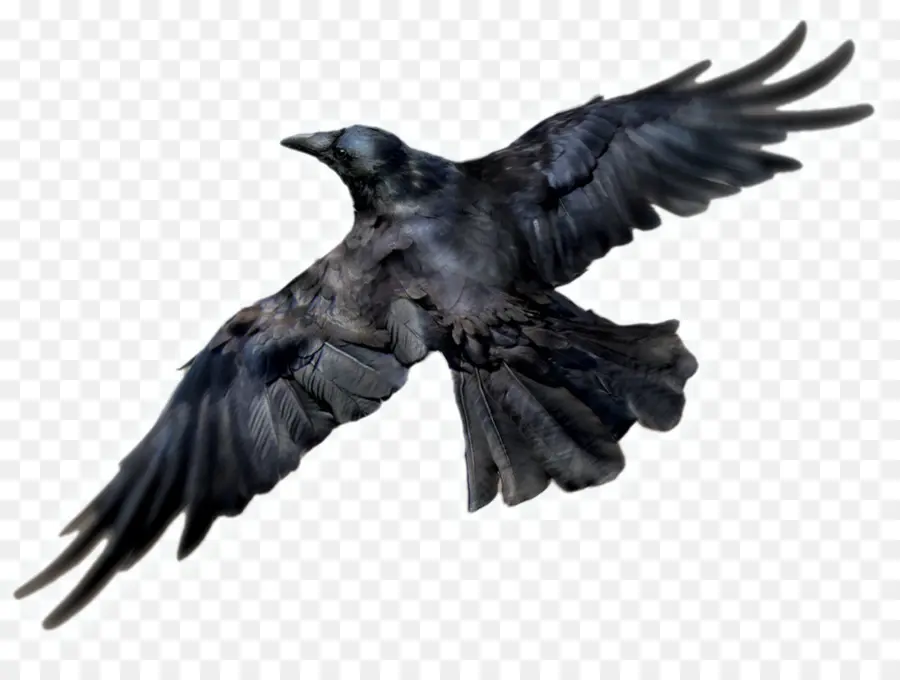 Común Raven，Pájaro PNG