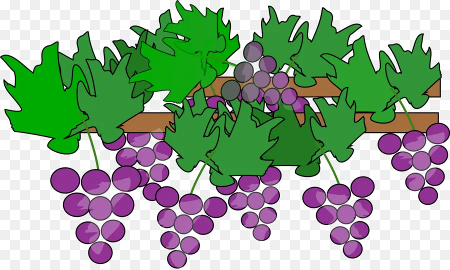 Uvas，Enredadera PNG