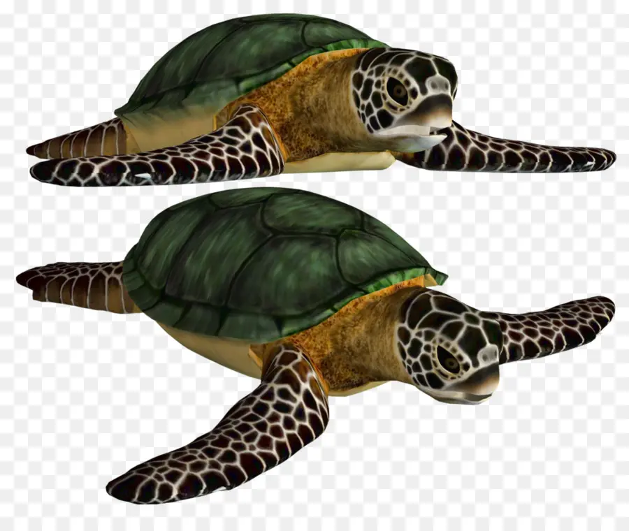 Tortuga，Reptil PNG