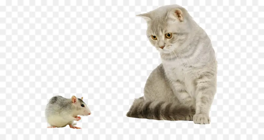 Gato Y Ratón，Felino PNG