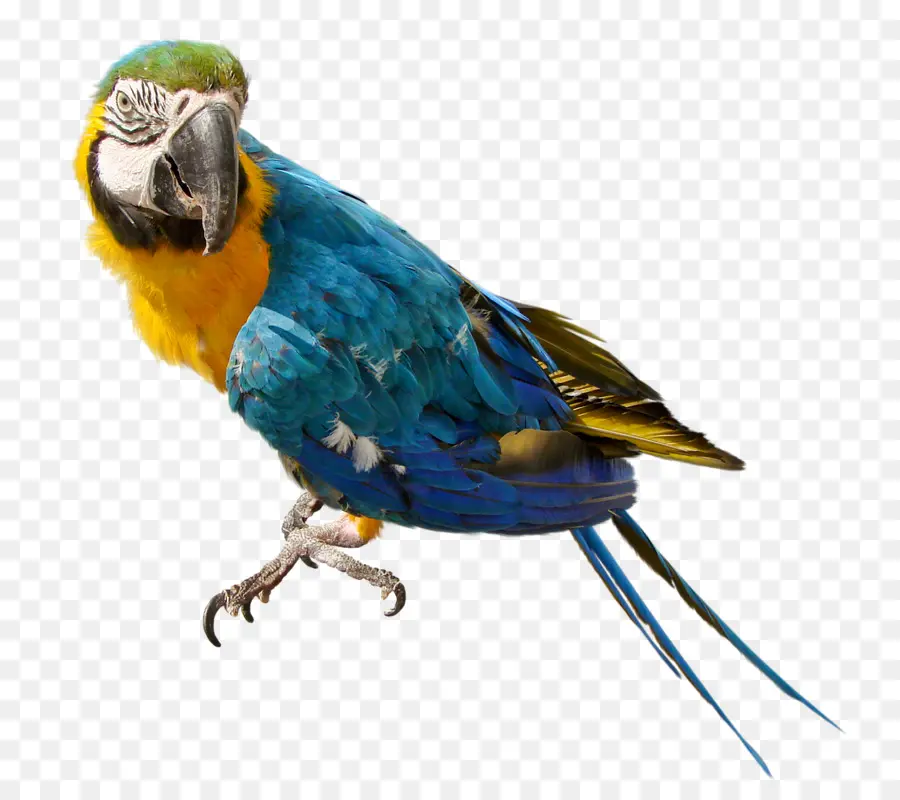 Loro，Pájaro PNG