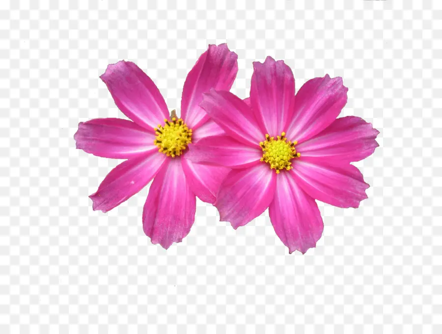 Flor，Resolución De La Pantalla PNG