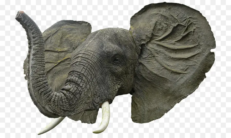 Cabeza De Elefante，Trompa PNG