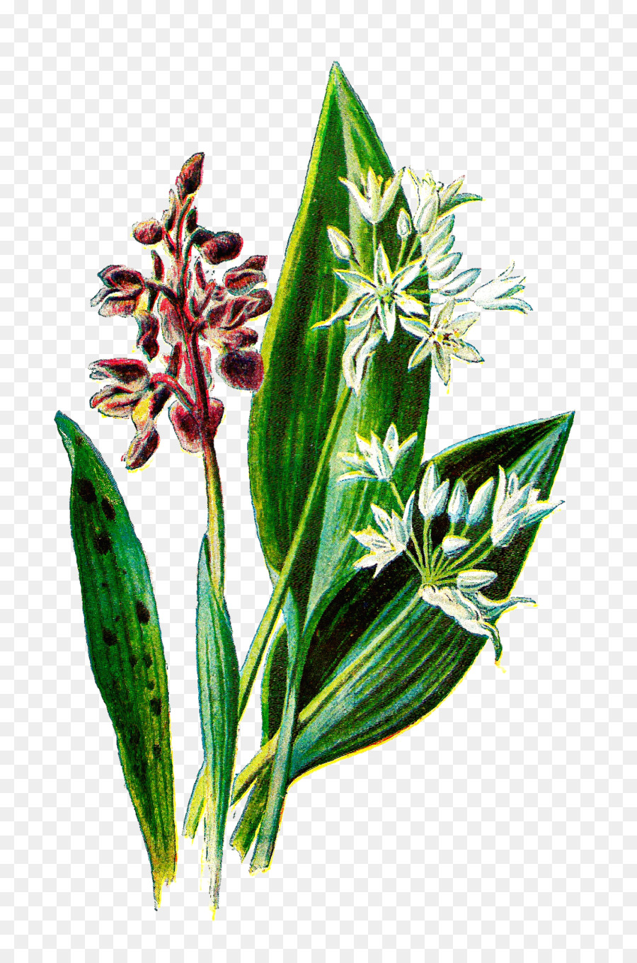 Flores Silvestres，Bendición PNG