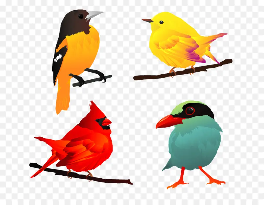 Aves，Vistoso PNG